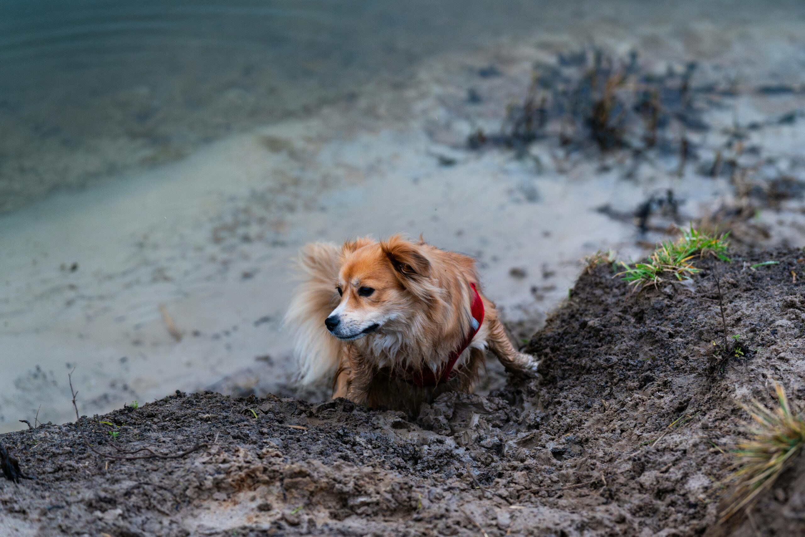 কুকুর-A furry dog struggles to climb a muddy slope near a calm lake in Brzegi, Poland.