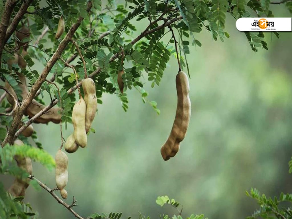 তেতুল/Tamarind